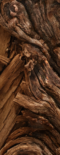 WOODY
